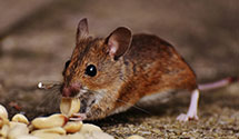 24 Hour & Emergency Exterminators in Ca State Univ Long Beach, CA